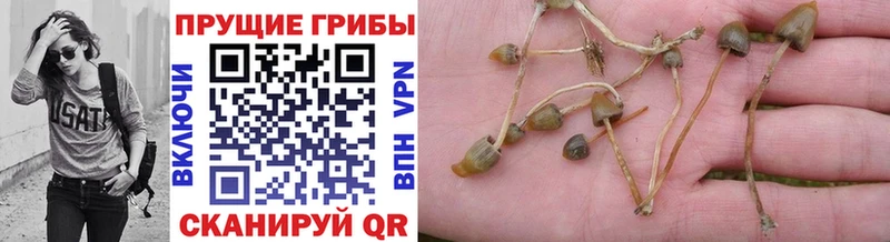 Галлюциногенные грибы Psilocybine cubensis  Купить закладки  Нижний Ломов 